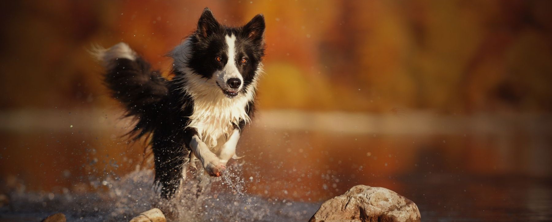Camping pets friendly Annecy