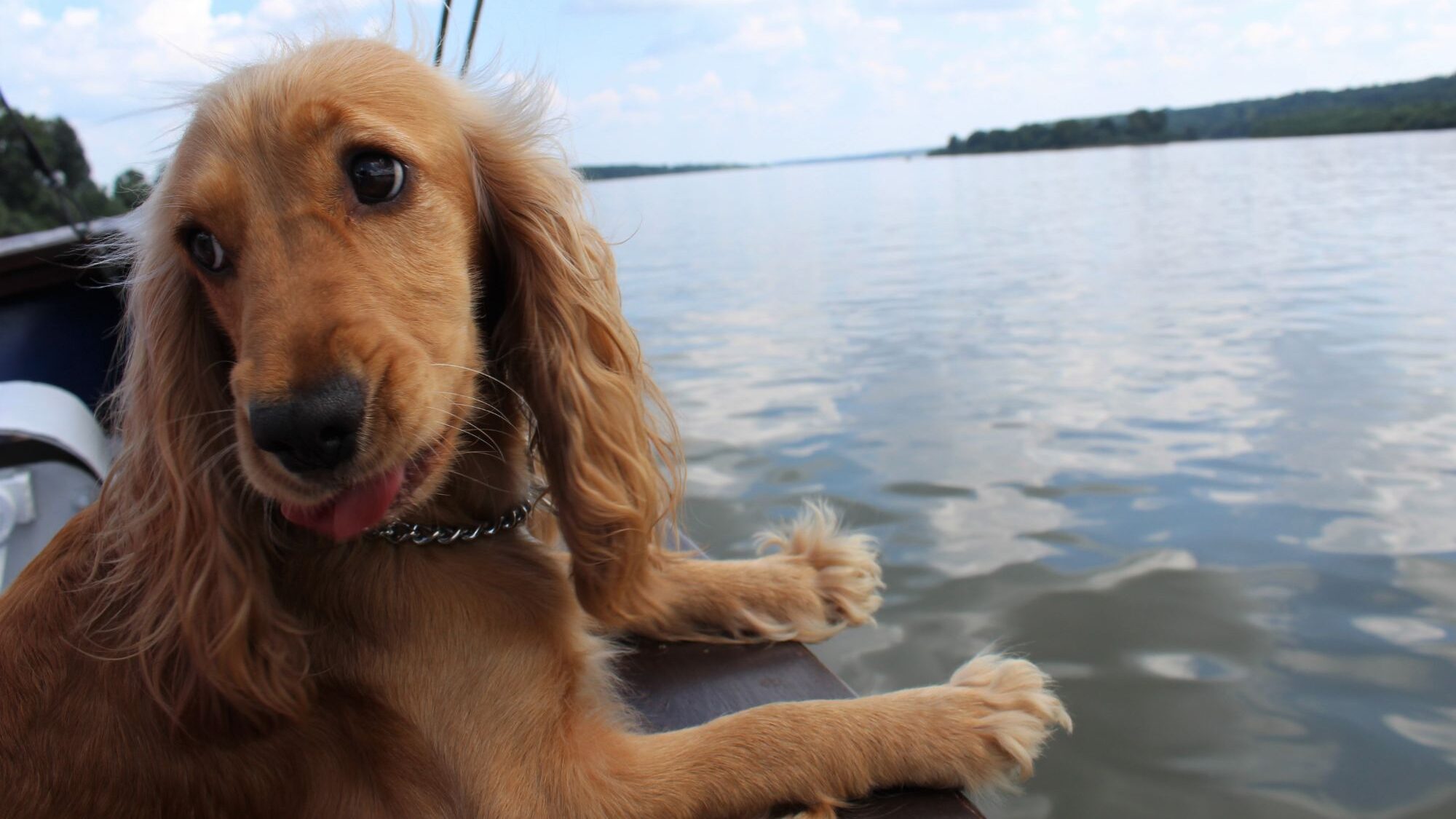 mon chien bateau (1)