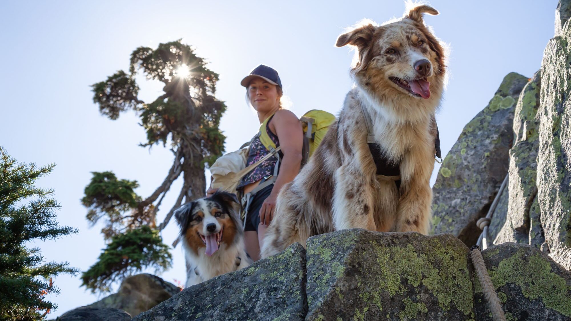 dog hiking