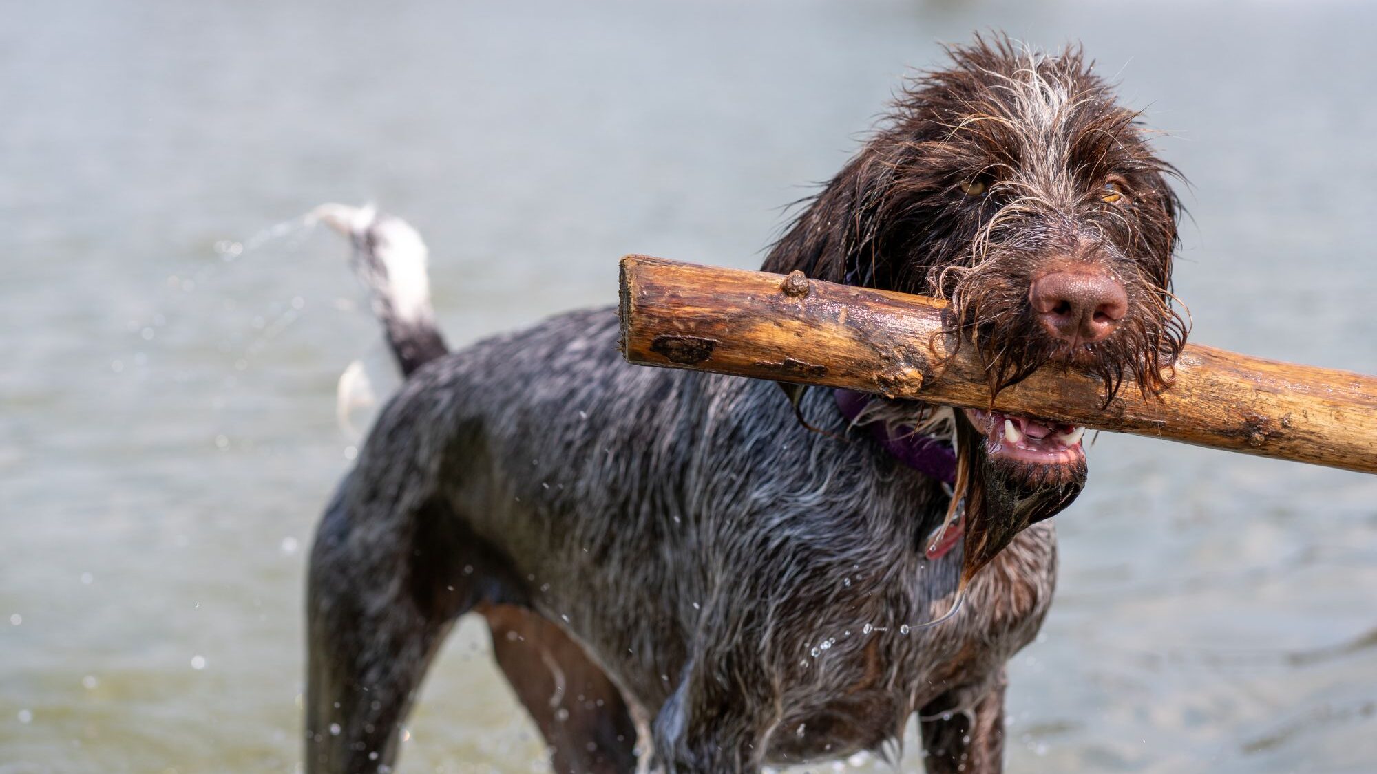 dog swimming vacations