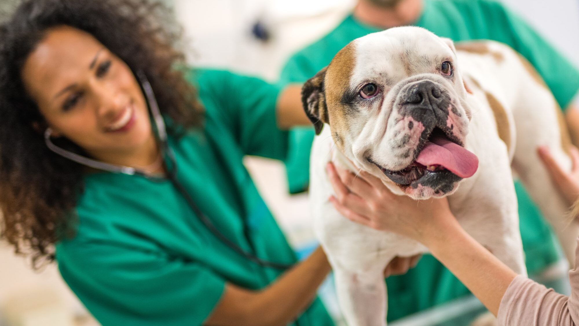 veterinarian